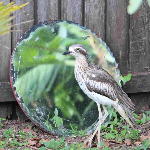 Bush Stone Curlew