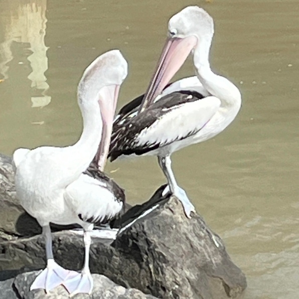 Pelican